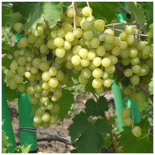 ������ ������ ������ ������ �������� ������� 15 ��. ����