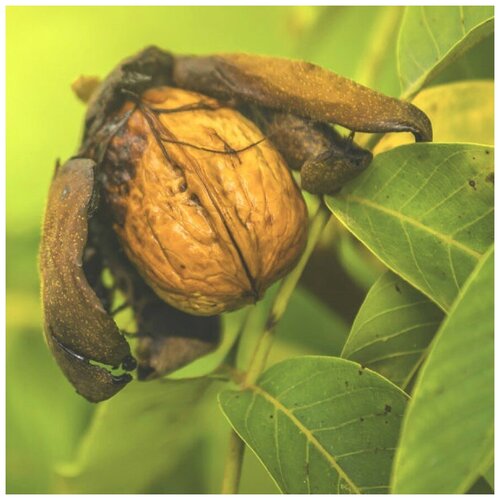 ������ ������ ������ ������ ������� ���� ������������� 5 ��. ����