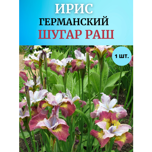 ������ ������ ���� �������� ����� ���, ����������� ����� ����