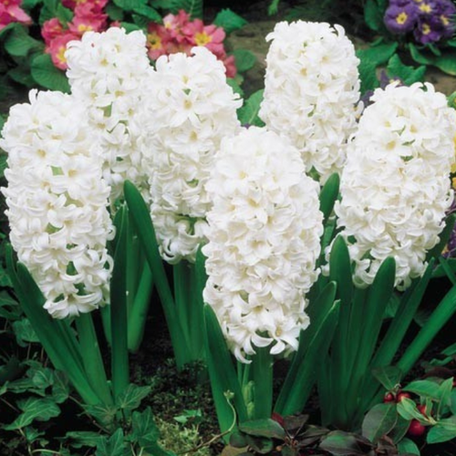 ������ ������ �������� �������� ��������� ���� ������� ( 2 �� ) ����