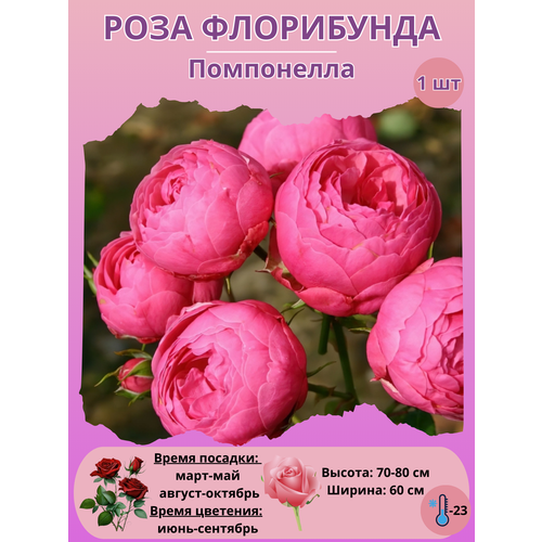 ������ ������ ���� ���������� ����������, ����������� ����� ��� ���� ����