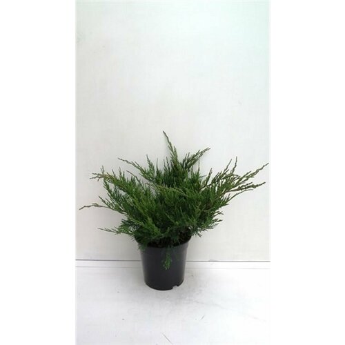 ������ ������ ������������ ��������� 