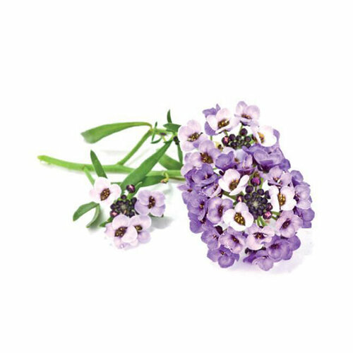 Click And Grow   Click And Grow Sweet Alyssum 3 .    Click And Grow     -     , -,   