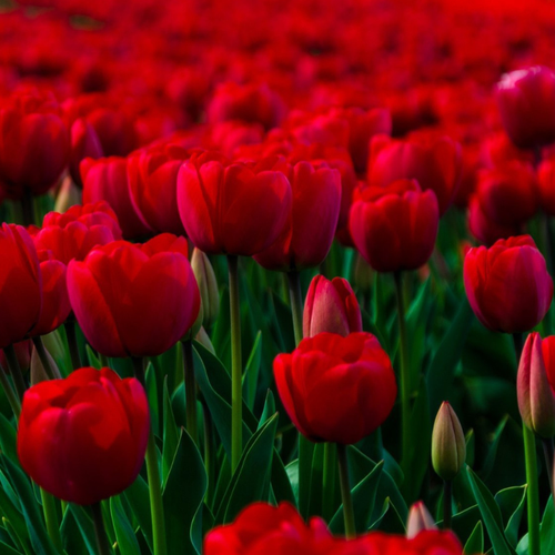 ������ ������ �������� ��������� ������� ���� ( 10 �� ) ����