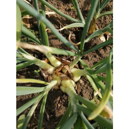 ������ ������ ��� �������� /��������������� 0,5�� ����