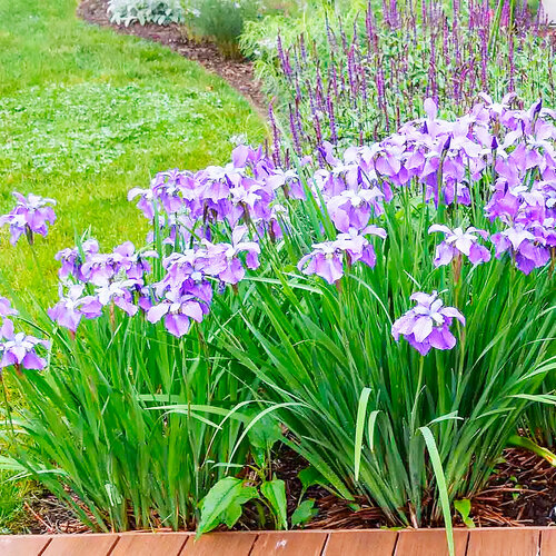 ������ ������ ���� �������� �������, ������, 10 �� ����