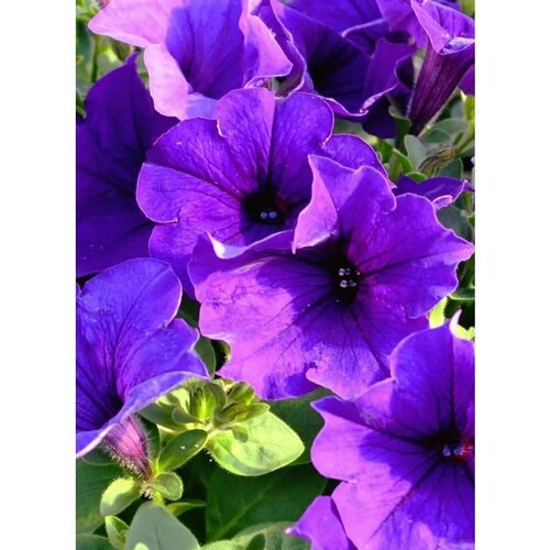 ������ ������ ������ ������� 