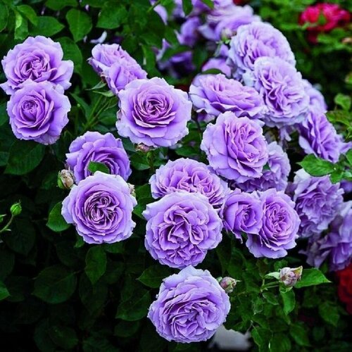 ������ ������ ���� ��������� ��� ��� ����