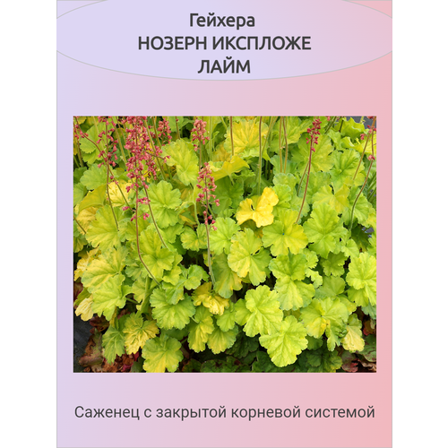 ������ ������ ������� ������ �������� ���� ����