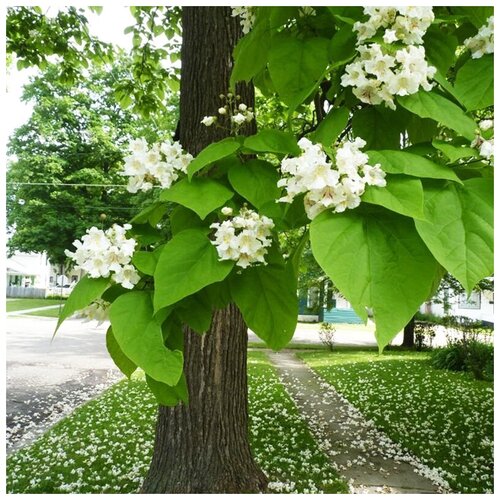 ������ ������ ������ ��������� �������� ���������� ��������, 20 �� ����