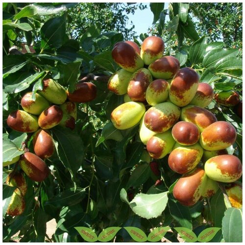 ������ ������ ������ ������ ������� ��������� 5 ��. ����