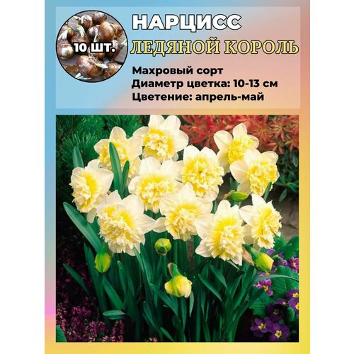 ������ ������ ������� ��������, ����������� ���������� �����, 10 ��. ����