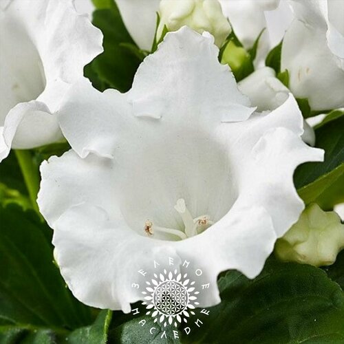 ������ ������ ������ ��������� ������ ����� (���. Gloxinia Avanti alba) 20 �� �� Green Legacy ����