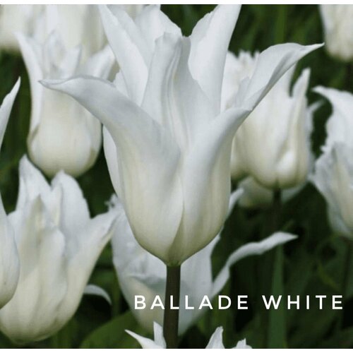 ������ ������ �������� ����������� 