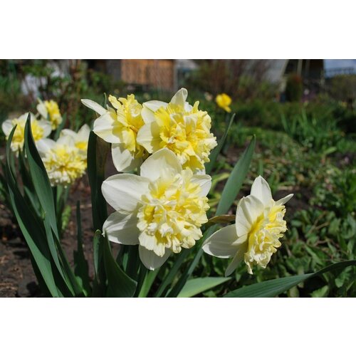 ������ ������ ������� �������� ��� ���� (5 ���) / ���������� ����� ����