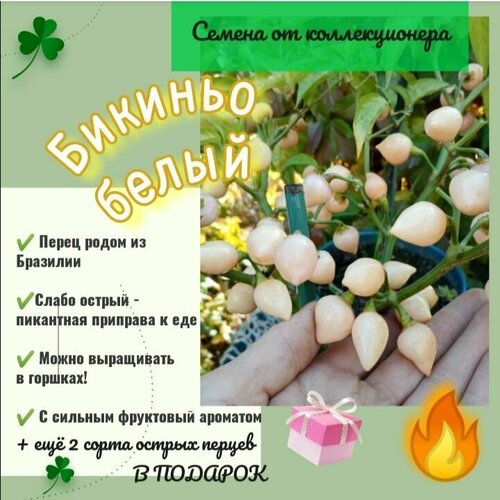 ������ ������ ����� 