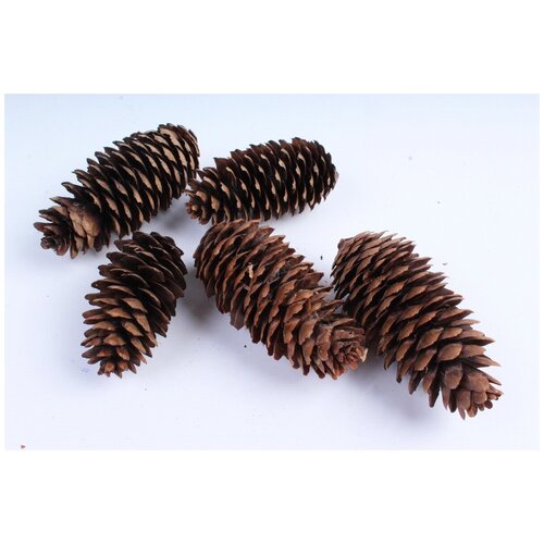 ������ ������ ����� ������ ��� ������������ �������/����� ��� ������������� ����� 5 �� ����