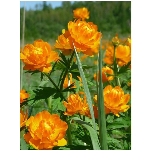      (Trollius asiaticus), 30  