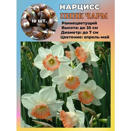 ������ ������ ������� ��������, ����������� ���������� �����, 10 ��. ����