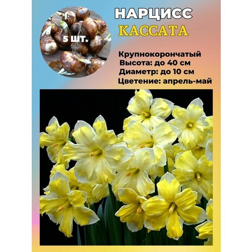 ������ ������ ������� ��������, �������� 5 ���� ����