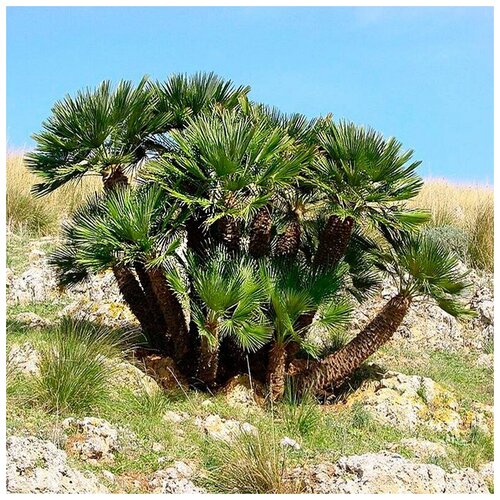     ( . Chamaerops Humilis )  10 