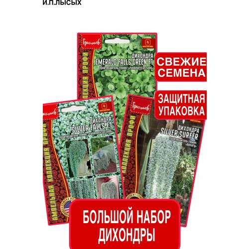 ������ ������ ����� ����� �������� ����