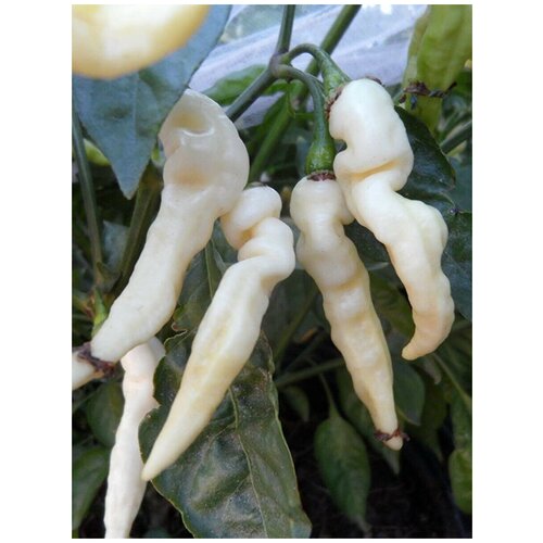 ������ ������ ������ ������ ����� Murupi Amarela (������ �������), 5 ���� ����