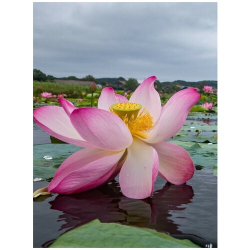 ������ ������ ������ ����� �������� (Nelumbo komarovii), 5 ���� ����