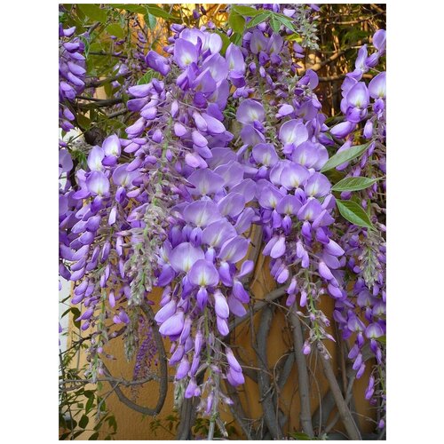 ������ ������ ������ �������� ��������� (Wisteria sinensis), 5 ���� ����