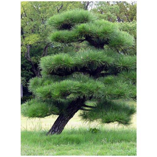 ������ ������ ������ ����� �������� (Pinus thunbergii), 45 ���� ����