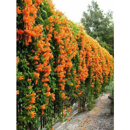     (Campsis radicans), 10    -     , -,   