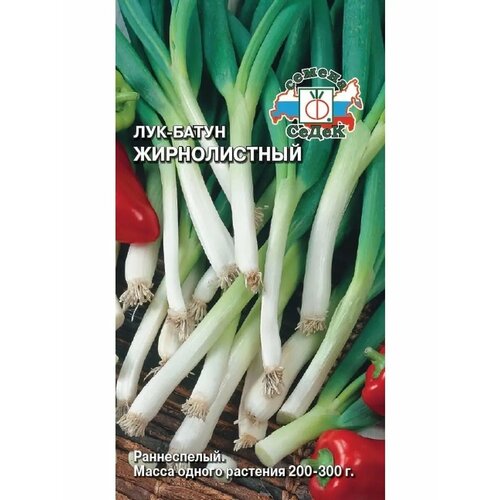 ������ ������ ��� ����� 