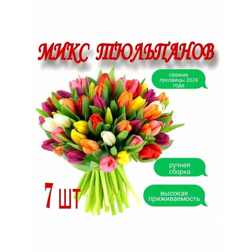 ������ ������ ������� ���������, 7��. ����