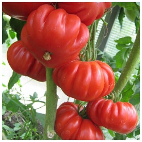 ������ ������ ������ ������ 