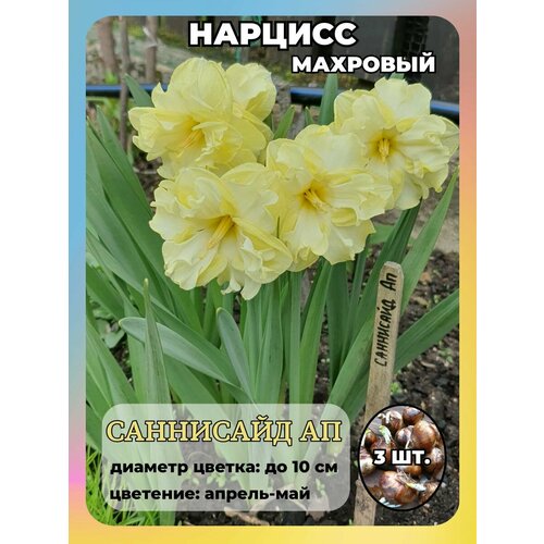 ������ ������ ������� ��������, �������� 3 ����� ����