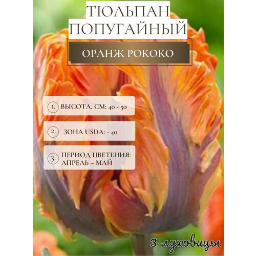 ������ ������ ������� �������� ����������� ������ ����