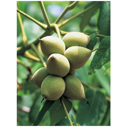     (Juglans mandshurica), 5    -     , -,   