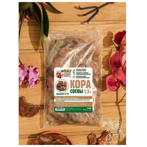 ������ ������ ���� ����� 