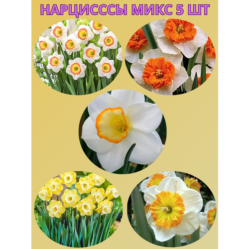 ������ ������ �������� ����������� �����, �������� 5 �� ����8 ����