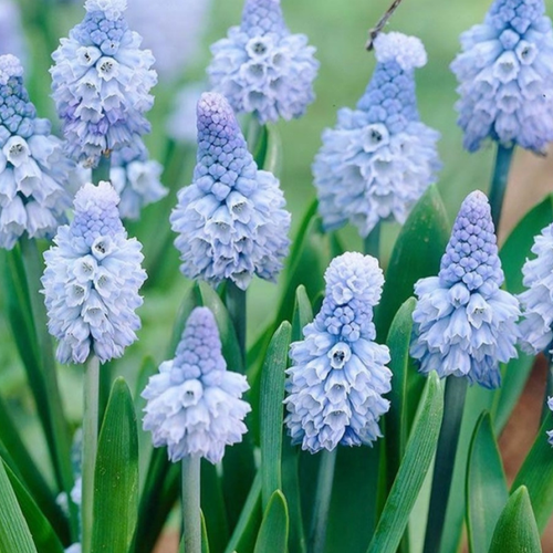 ������ ������ �������� ������� AZUREUM ( 10 �� ) ����