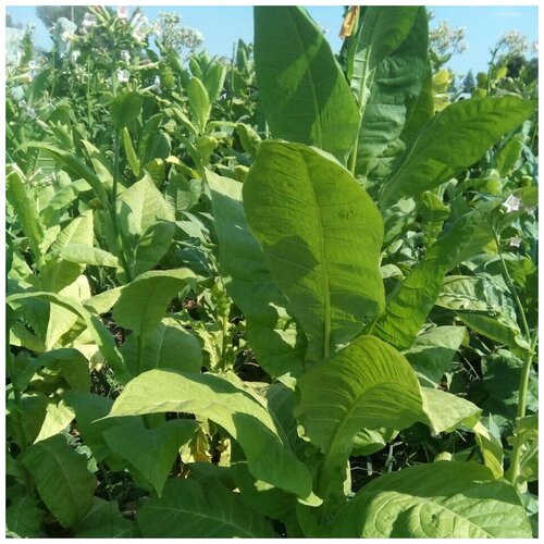 ������ ������ ������ ������ ����� ��������� ���� ��� 300 ��. ����