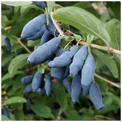 ������ ������ ������ ������ ��������� ������� 25 ��. ����