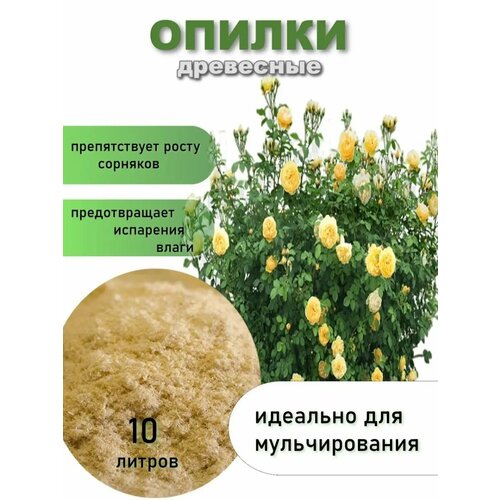 ������ ������ ���� ������� -������ 10 � ����