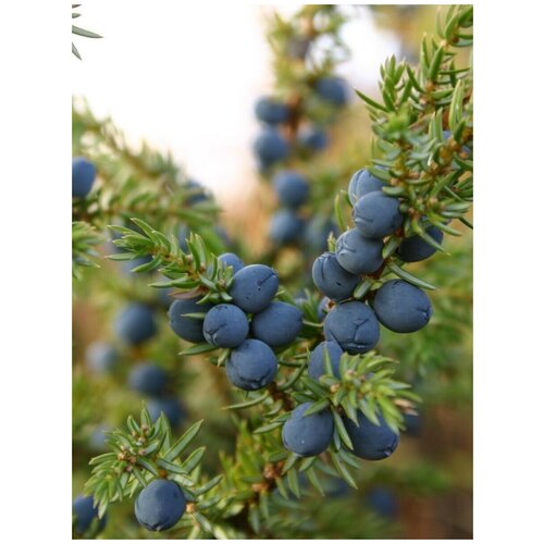������ ������ ������ ������������ ��������� (Juniperus sibirica Burgsd), 30 ���� ����