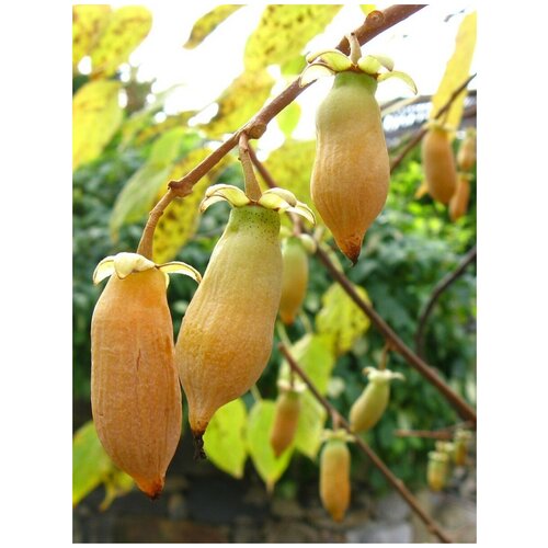 ������ ������ ������ ��������� ������������ (Actinidia polygama), 20 ���� ����