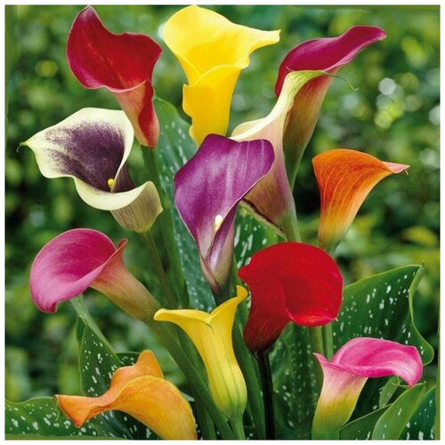 ������ ������ ����� ��������� �����, 5 �� ����