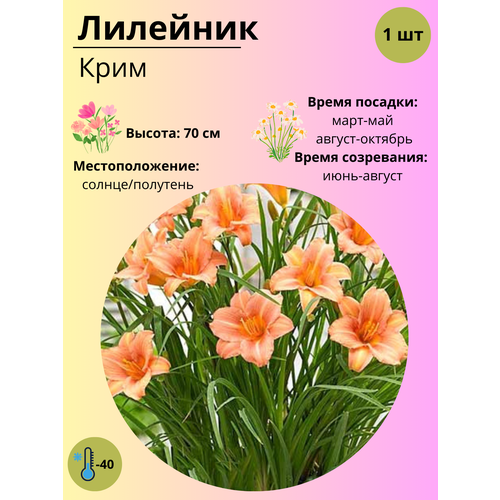 ������ ������ �������� ����, ����������� ����� / ������ 1 �� ����