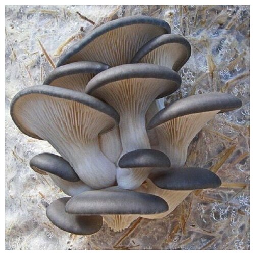 ������ ������ ������� ������������ ������� �������� (125 �, 250 ��) , �� ����