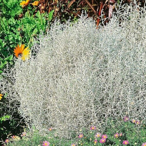 ������ ������ ����������� ������ ��������, 4 ��. ����