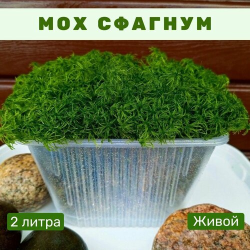 ������ ������ ��� ������� ������ ������, 2 ����� ����